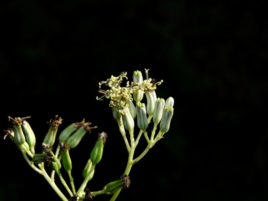 {Arnoglossum atriplicifolium}